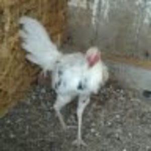 Meet your Posher, Jorge